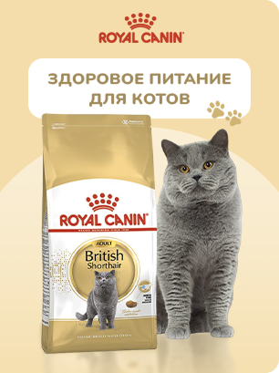 Коти